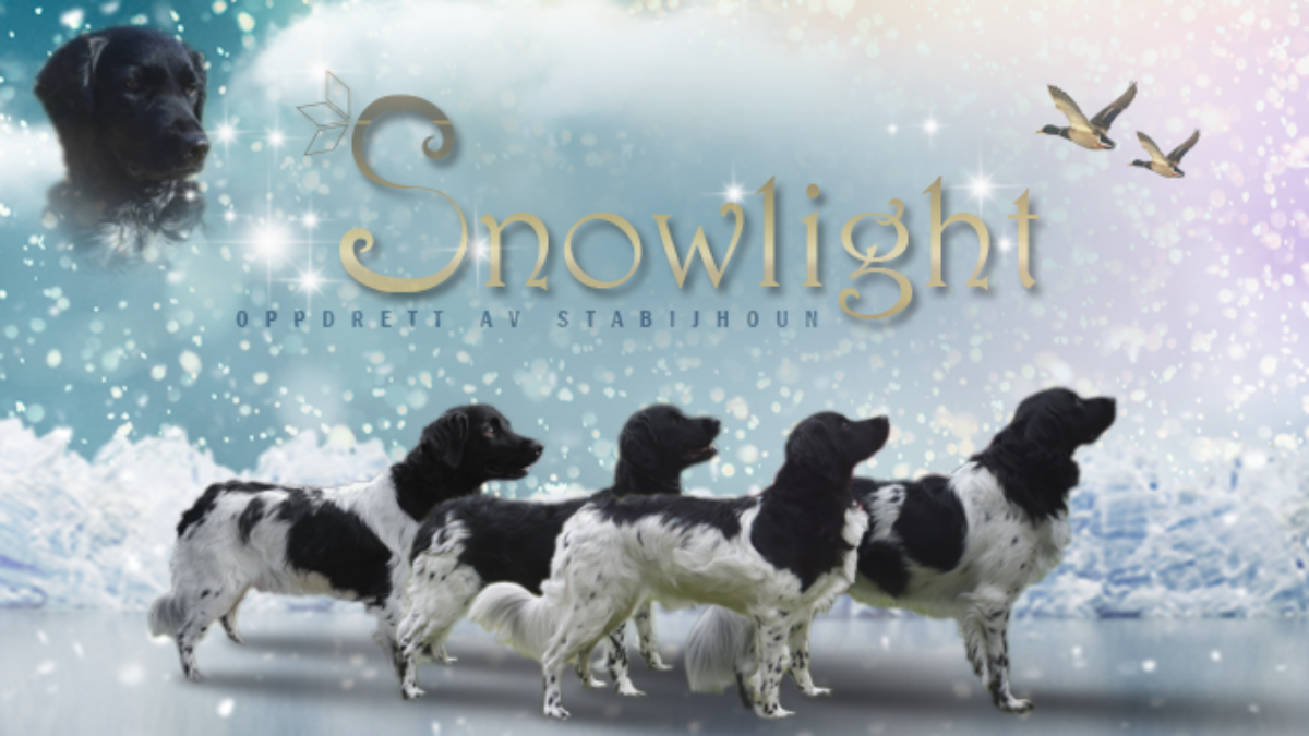 kennel Snowlight